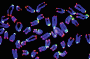Pan-centromere PNA probe